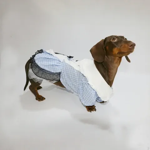 Hundekleid
