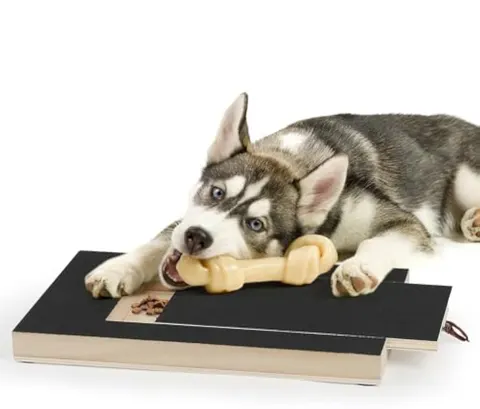 Hunde-Krallenfeile