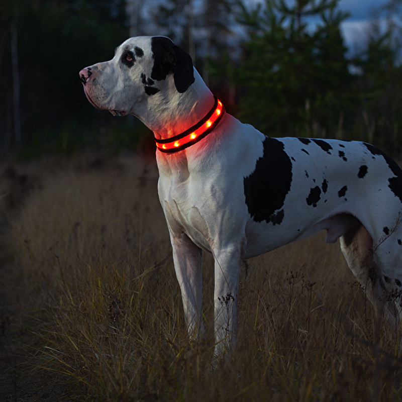 USB-LED-Halsband mit Farbwechsel 4