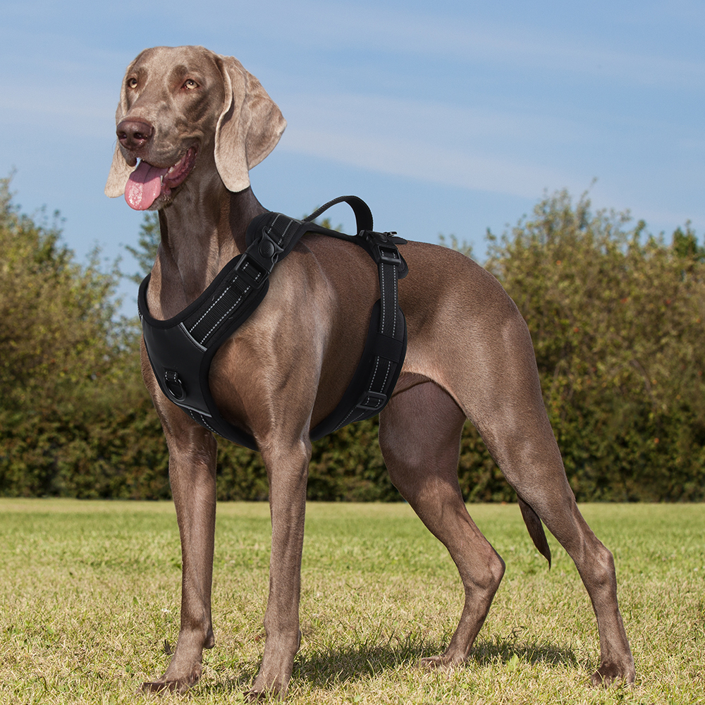 Großes Hundegeschirr mit Reflektorstreifen