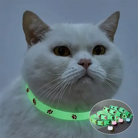 Katzenhalsband leuchtend