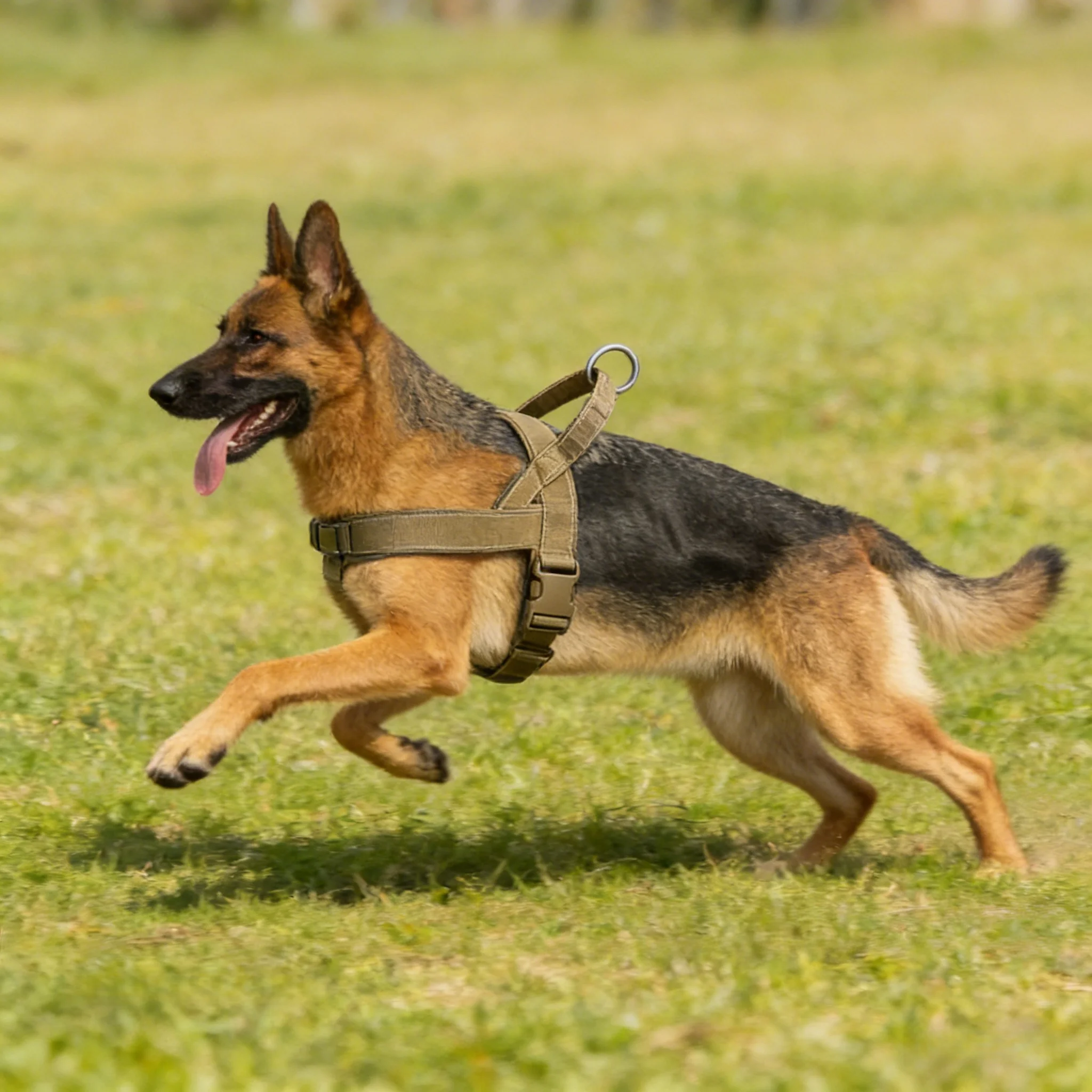 Taktisches Hundegeschirr 2
