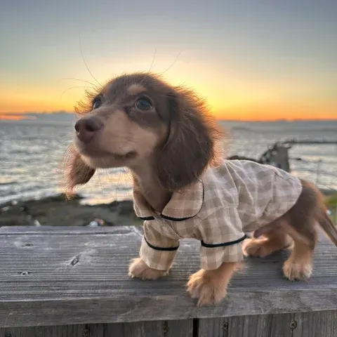 Hunde-Overall