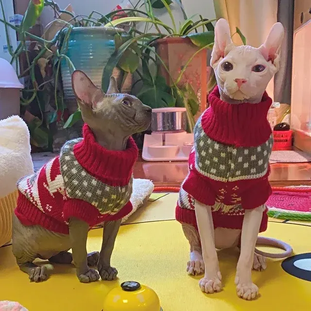Katzenpullover 3
