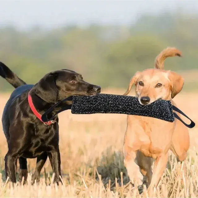 Hunde-Trainingsstick 3