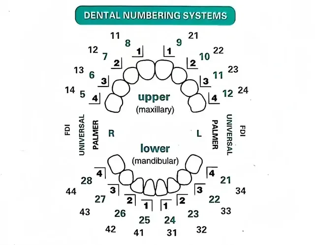 Dental-Veneer-Formset 3