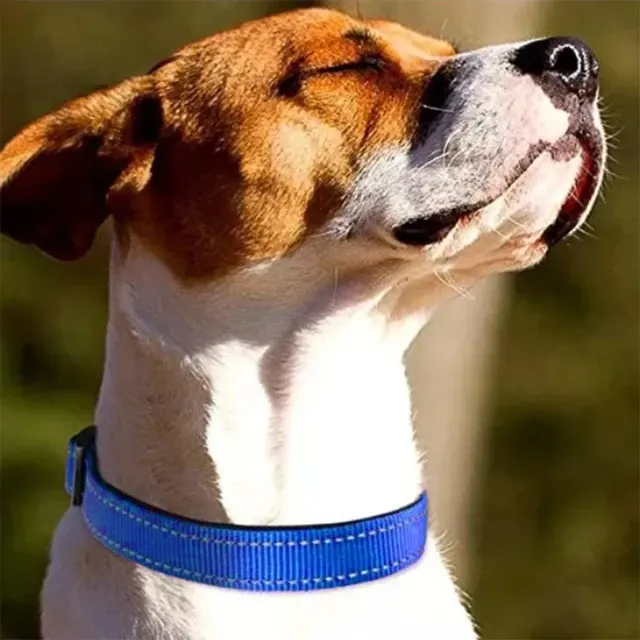 Reflektierendes Hundehalsband 4