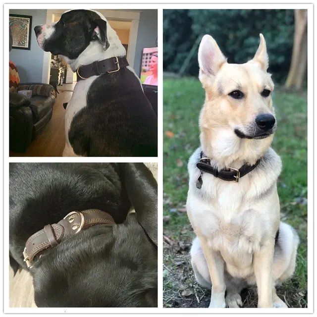 Lederhalsband für Hunde 2