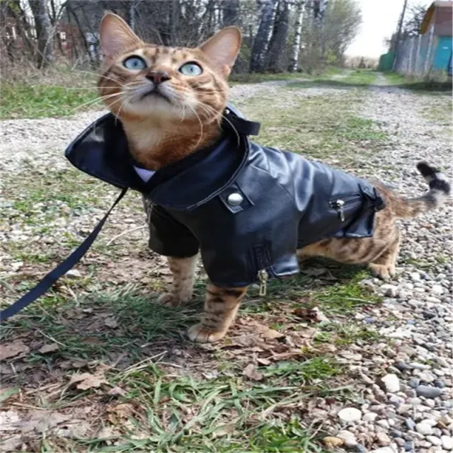 Hundejacke 4