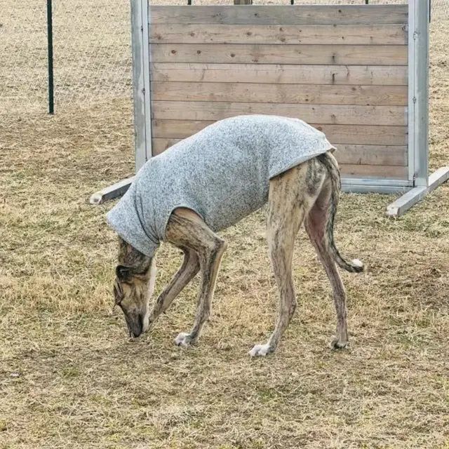 Hunde-Fleeceweste 4