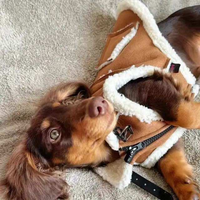 Hundeweste 4
