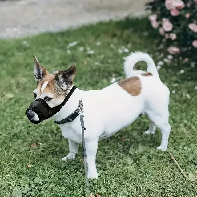 Hundemaulkorb 4