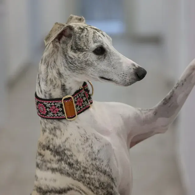 Windhund-Halsband 3