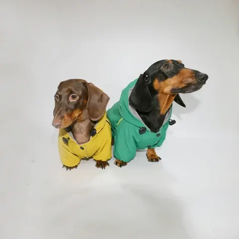 Hunde-Kapuzenjacke