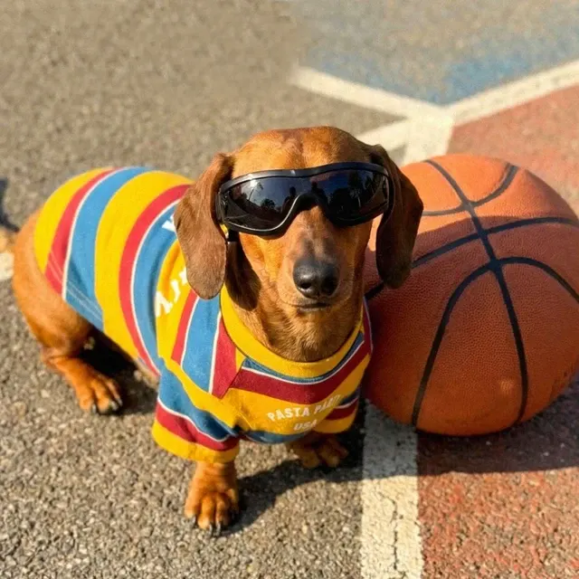 Hunde-T-Shirt 4