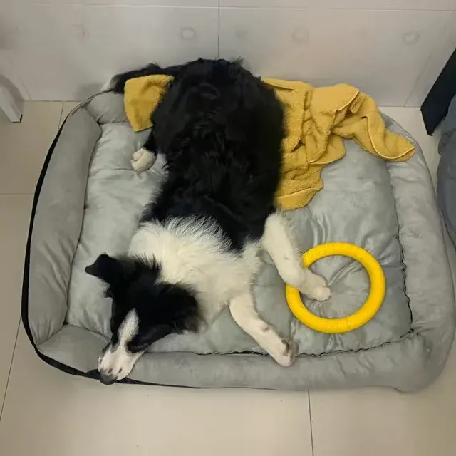Großes Hundebett 4