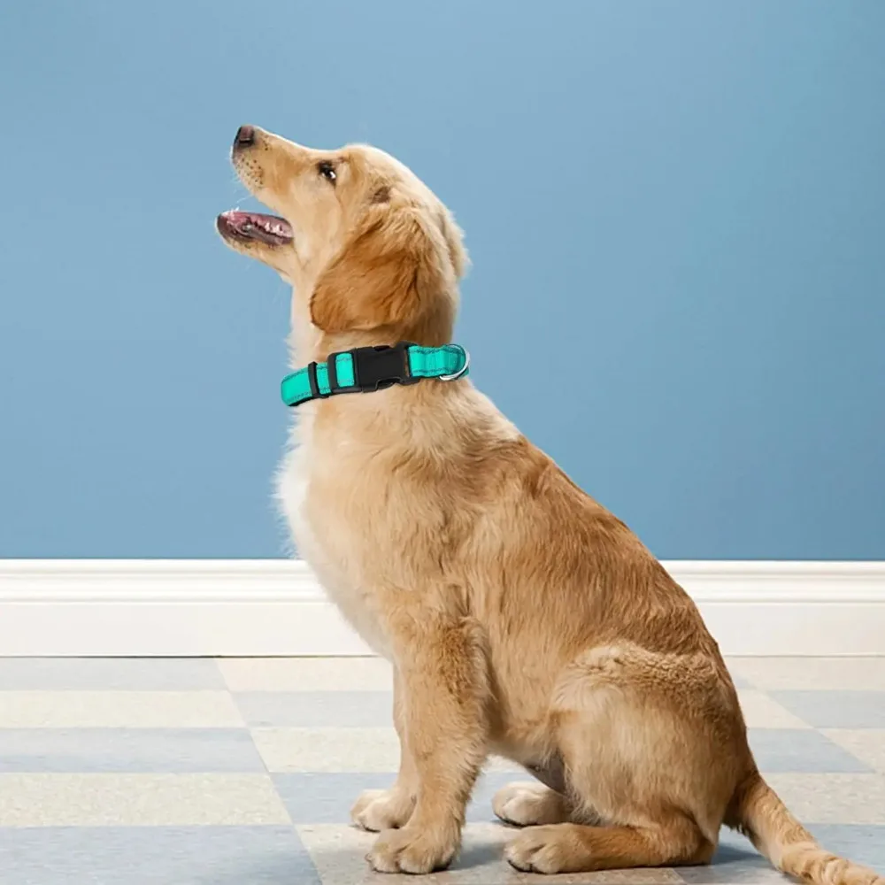 Gepolstertes Neopren-Hundehalsband für Welpen 3