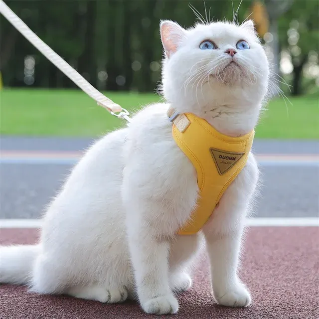 Katzengeschirr 4