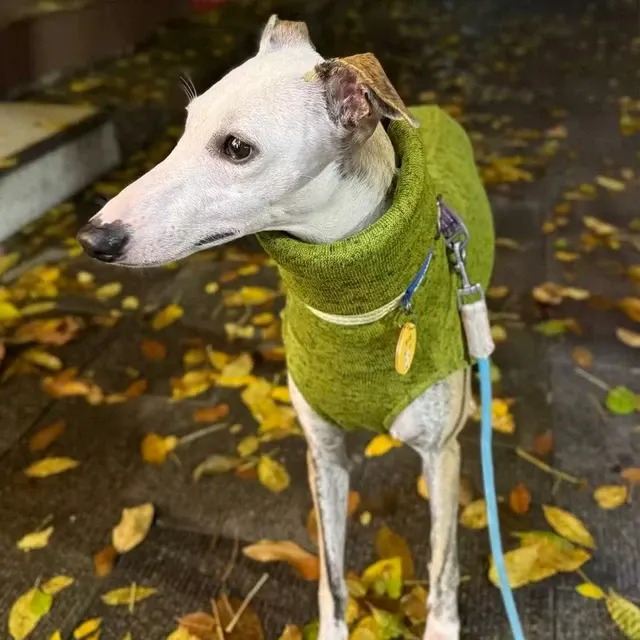 Hunde-Fleece-Pullover 3