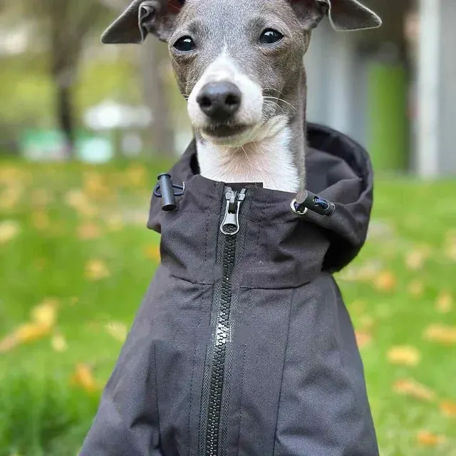 Hundewinterjacke 4