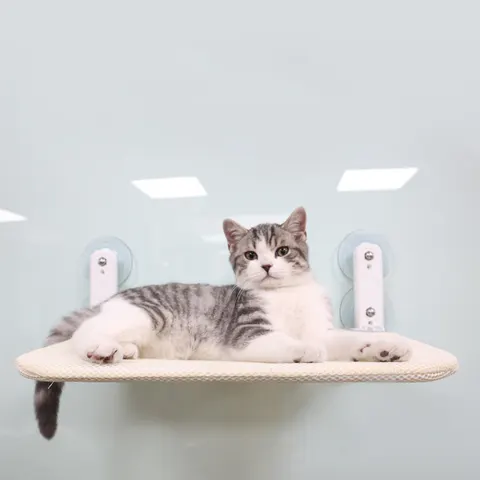 Katzen-Fensterliege