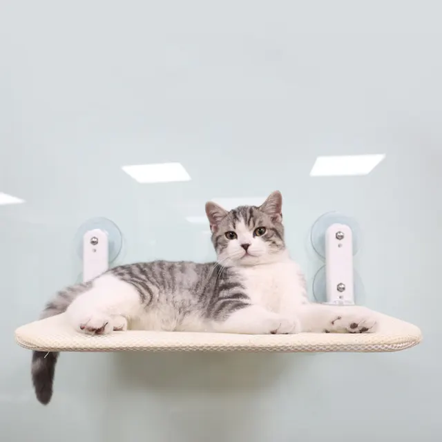 Katzen-Fensterliege 1