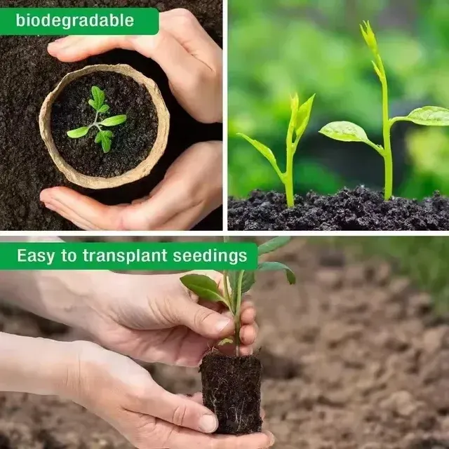 biologisch abbaubare Papier-Anzuchtschalen 4