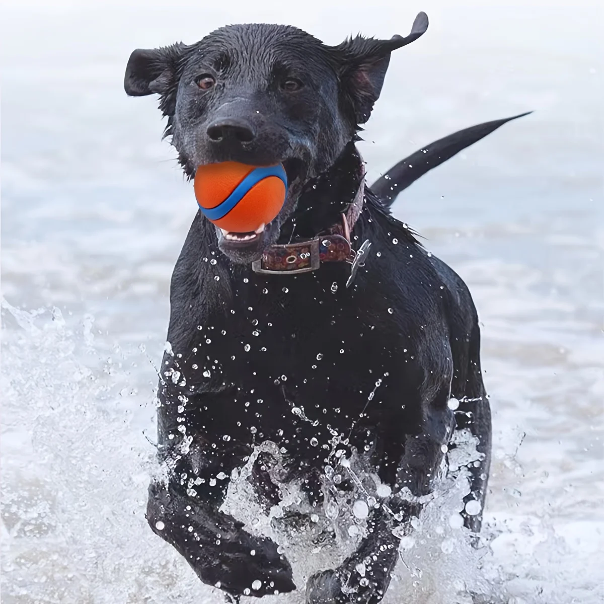 Hunde-Kauball 4