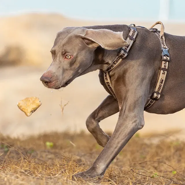 Hundegeschirr ohne Zug 2