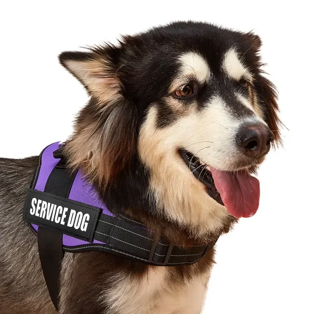 Hundegeschirr mit Aufnähern 3
