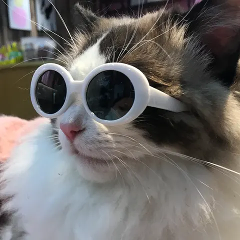Hunde-Sonnenbrille