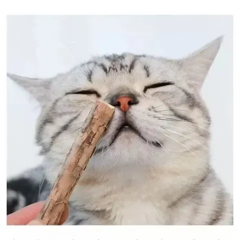 Katzenminze-Kausticks