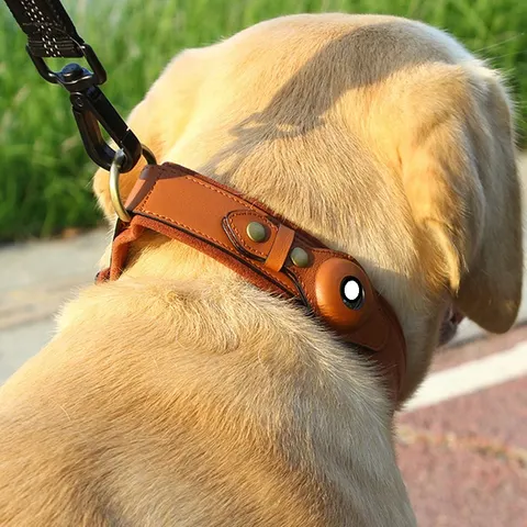 GPS-Hundehalsband