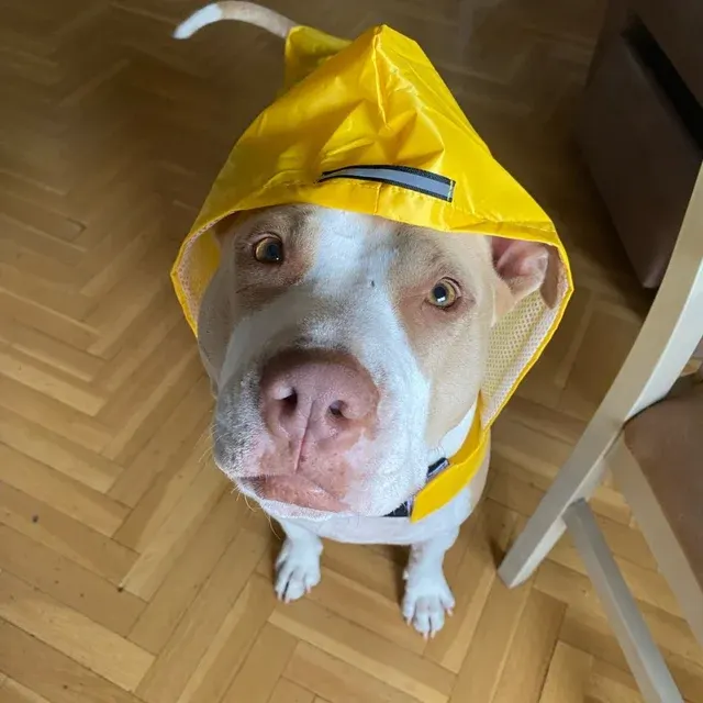 Hunde-Regenmantel 2