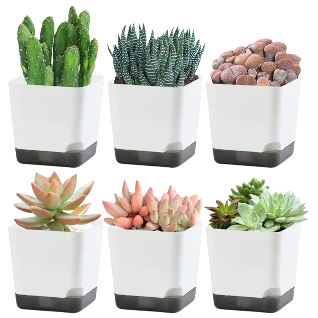 Selbstbewässernder Blumentopf 4
