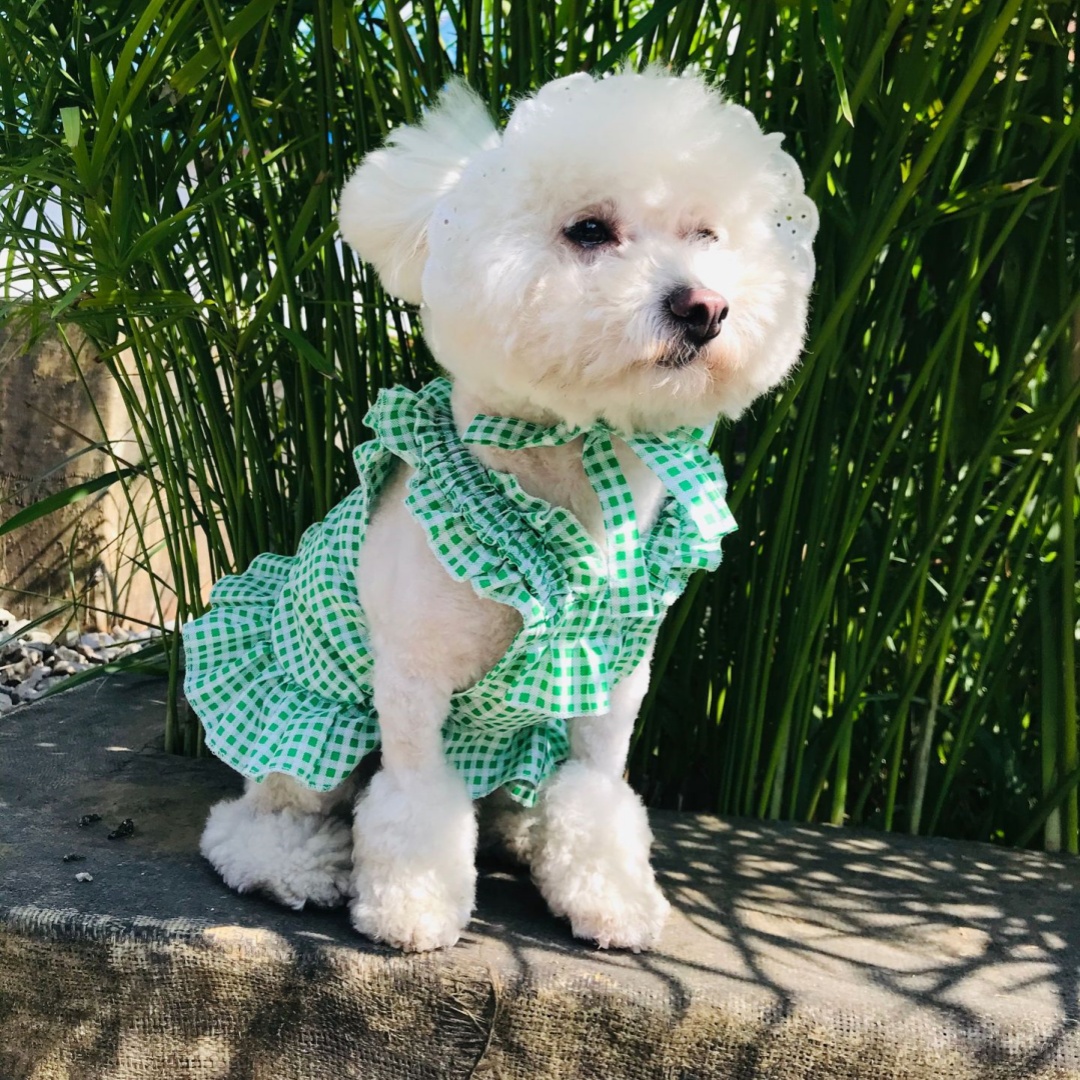 Hundekleid