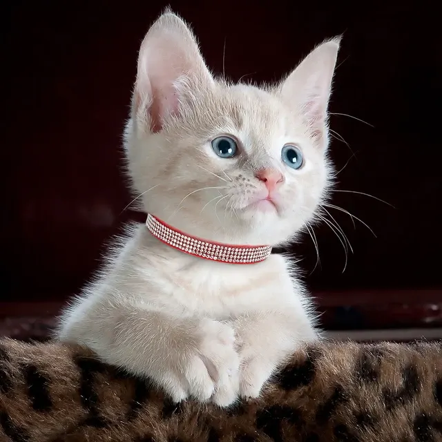 Katzenhalsband 4