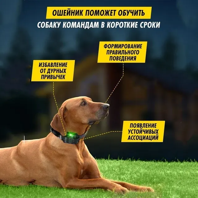 Hunde-Trainingshalsband 4
