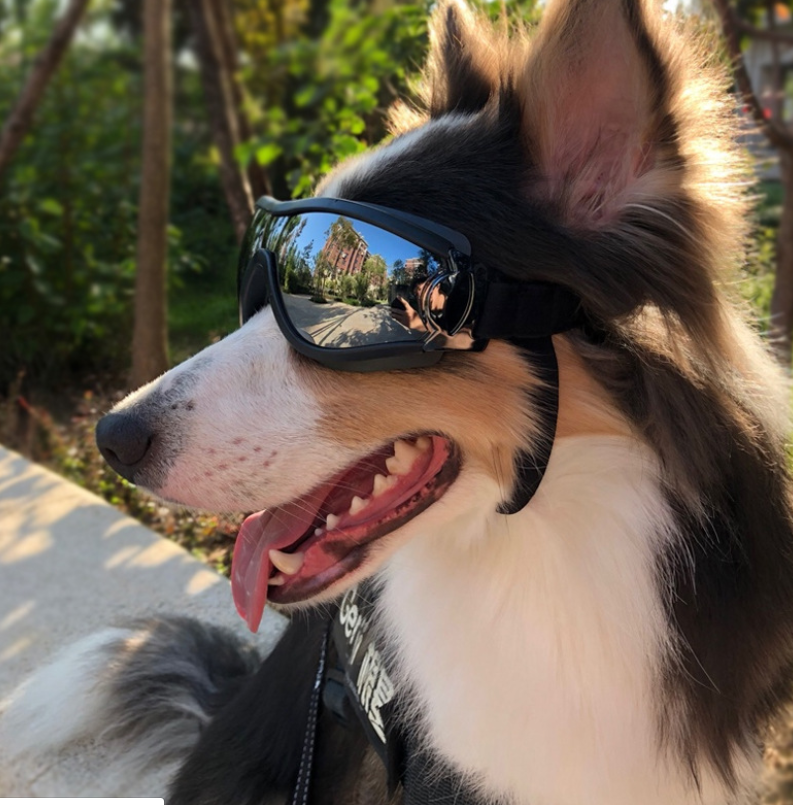 Hunde-Sonnenbrille