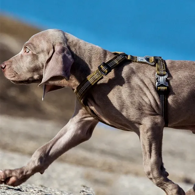 Hundegeschirr 3