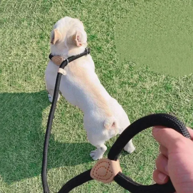 Hunde-Slipleine 3