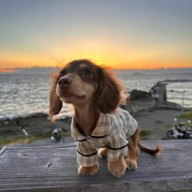 Hunde-Overall 3