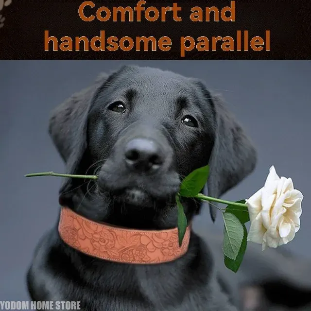 Hundehalsband 2