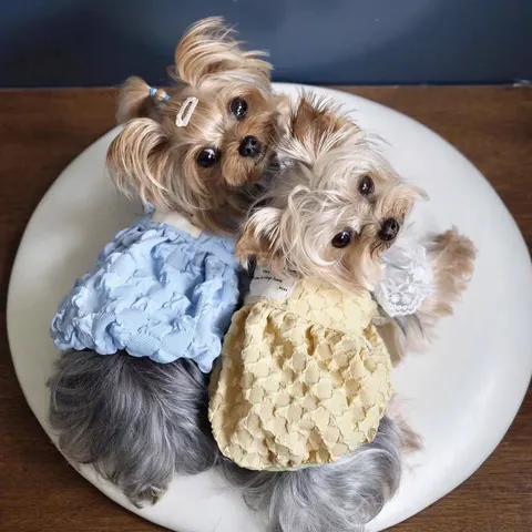 Hundekleid