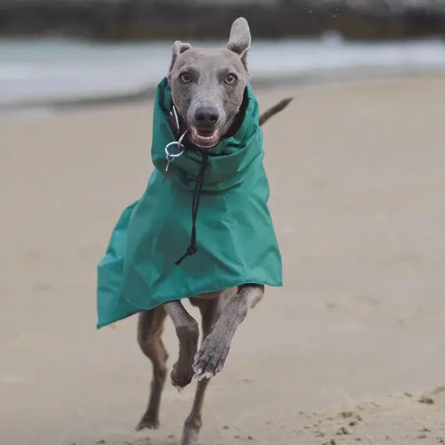 Hunde-Regenmantel 3