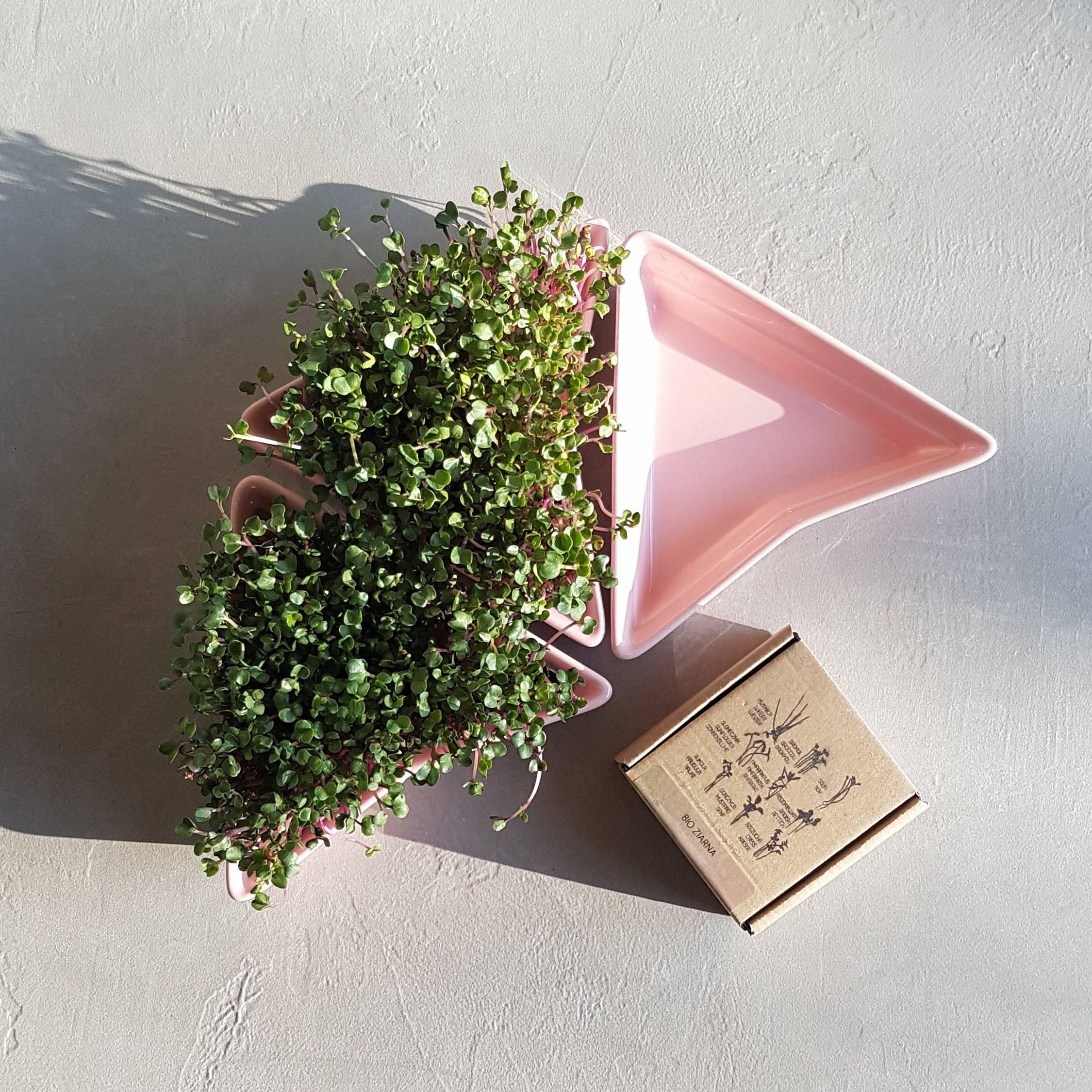 Rosa Keimsprossen Set für Microgreens
