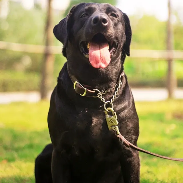 Martingale-Hundehalsband 2