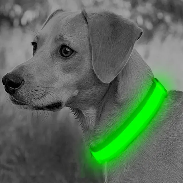 LED-Leuchthalsband für Hunde, USB-aufladbar 3