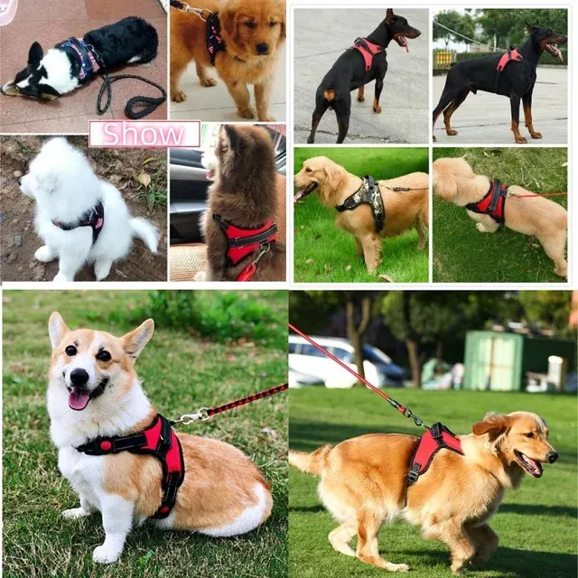 Hundegeschirr 2