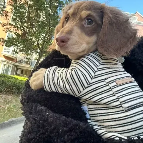 Hundehemd